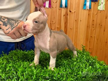American pitbull terrier