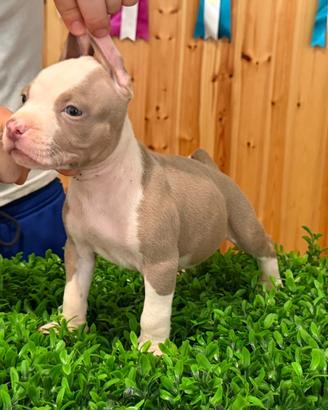 American pitbull terrier