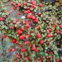 Piante in vaso da interno e da esterno