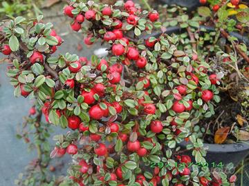 Piante in vaso da interno e da esterno