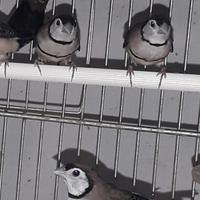 Diamanti di Bichenow