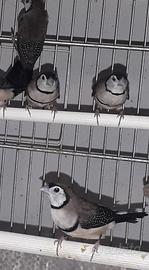 Diamanti di Bichenow