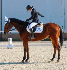 Cavallo giovane di 6 anni da completo