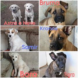 Tanti cuccioli in adozione