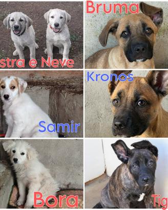 Tanti cuccioli in adozione