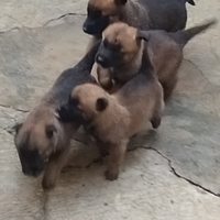 Cuccioli pastore belga malinois