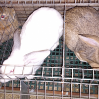 Conigli pronti da riproduzione