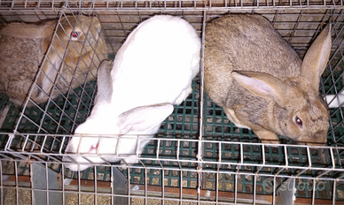 Conigli pronti da riproduzione