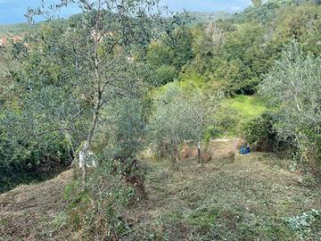 Uliveto terrazzato Massarosa