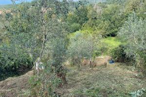 Uliveto terrazzato Massarosa