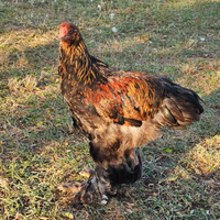 Gallo Brahma da 3 mesi