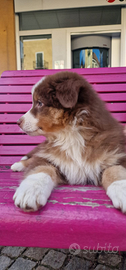 Australian sheperd con pedigree