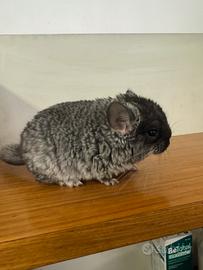 Cucciolo Cincillà Tov