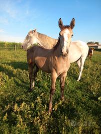 Puledra argentino ×quarter anche se di buona indol