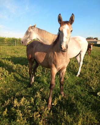 Puledra argentino ×quarter anche se di buona indol