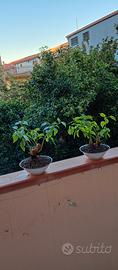 coppia di mini bonsai di bouganville 