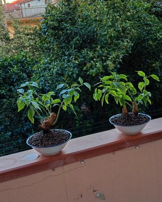 coppia di mini bonsai di bouganville 