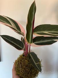 Kokedama calathea Triostar