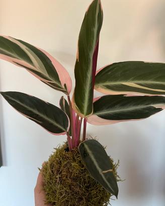 Kokedama calathea Triostar
