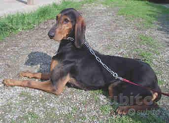 SeguigI italiani SCELTI