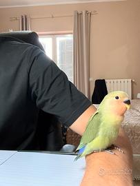 Pappagalli inseparabili allevati a mano