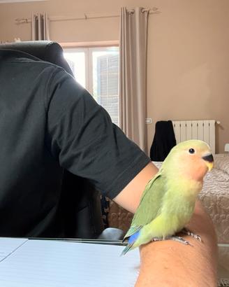 Pappagalli inseparabili allevati a mano