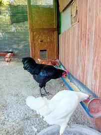 Gallo Australorp nero