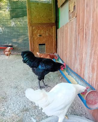 Gallo Australorp nero