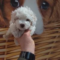 Barboncino mini toy bianco femmina