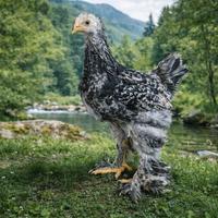 Brahma