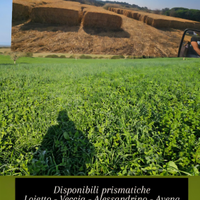 Fieno - prismatiche 90*90*200 - rotoballe