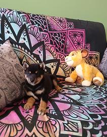 Shiba inu cuccioli con pedigree ENCI 
