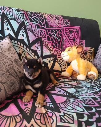 Shiba inu cuccioli con pedigree ENCI 