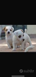 Cuccioli jack russel