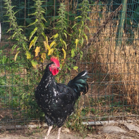 Gallo millefiori piemontese