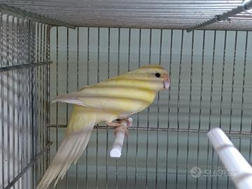 Kakariki maschio cremino