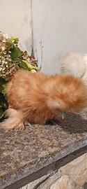 galline moroseta 