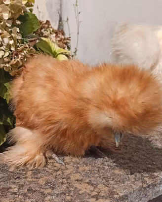 galline moroseta 