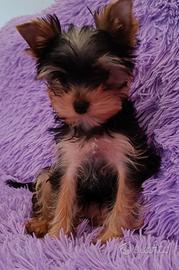 Yorkshire terrier
