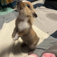 Coniglietto nano testa di leone, coccoloso