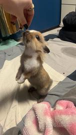 Coniglietto nano testa di leone, coccoloso