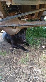 Cane incrocio labrador