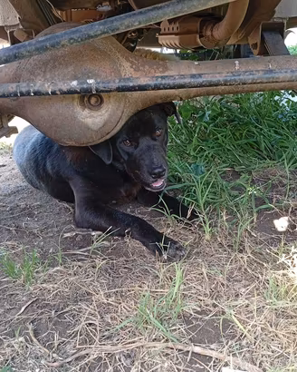 Cane incrocio labrador