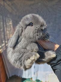 Conigli minilop cuccioli