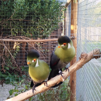 Turaco leucotis