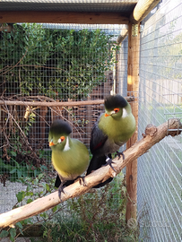 Turaco leucotis