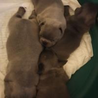 Bulldog francese