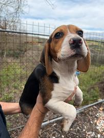 Cucciolo di beagle