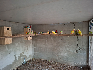 Regina Alessandra e roselle