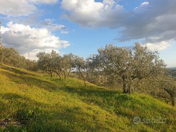 Uliveto a Lugnano in Teverina